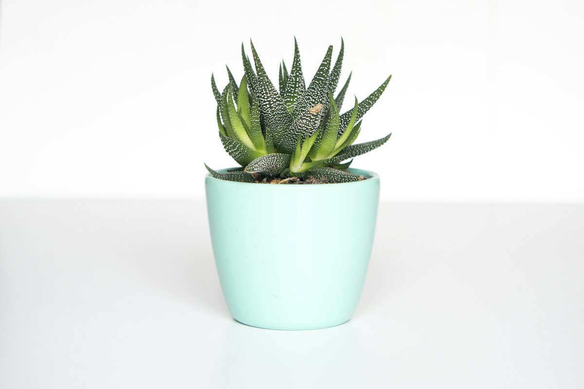 Succulent in mint pot