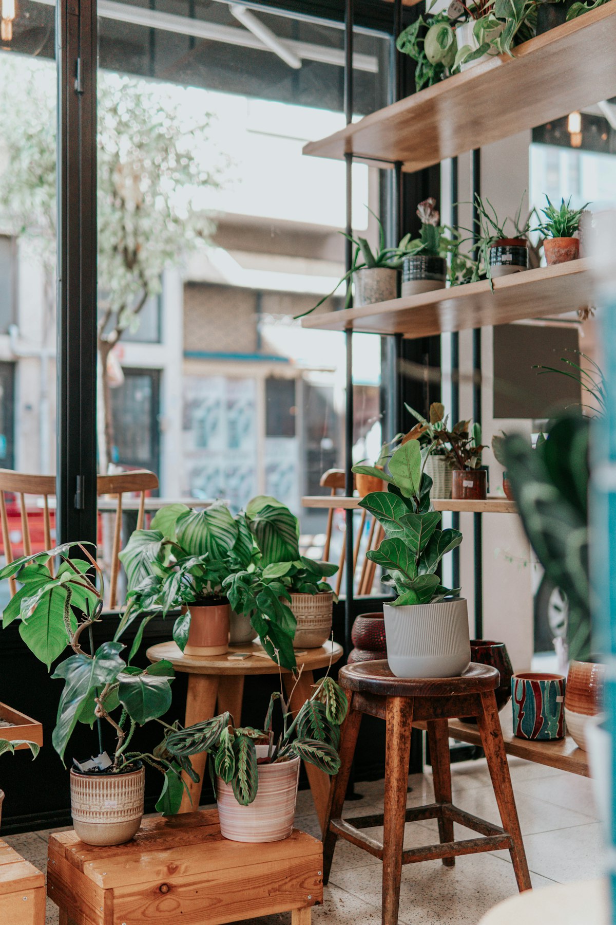 The plant window