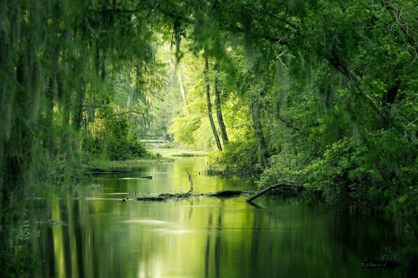 River trees print
