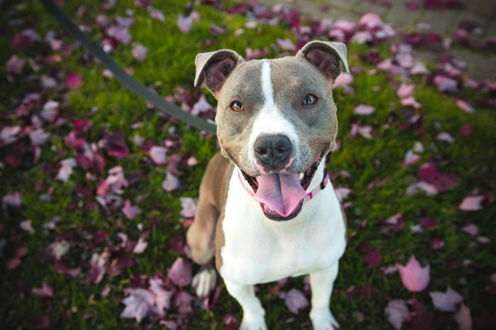 Happy tails